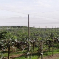 Frost protection & irrigation for Bay of Plenty kiwifruit orchard