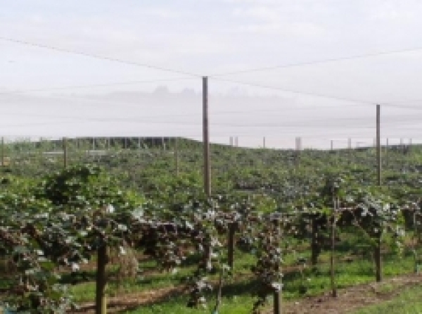 Frost protection & irrigation for Bay of Plenty kiwifruit orchard