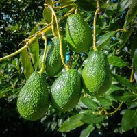 Avocado Harvest Season is Underway Across New Zealand
